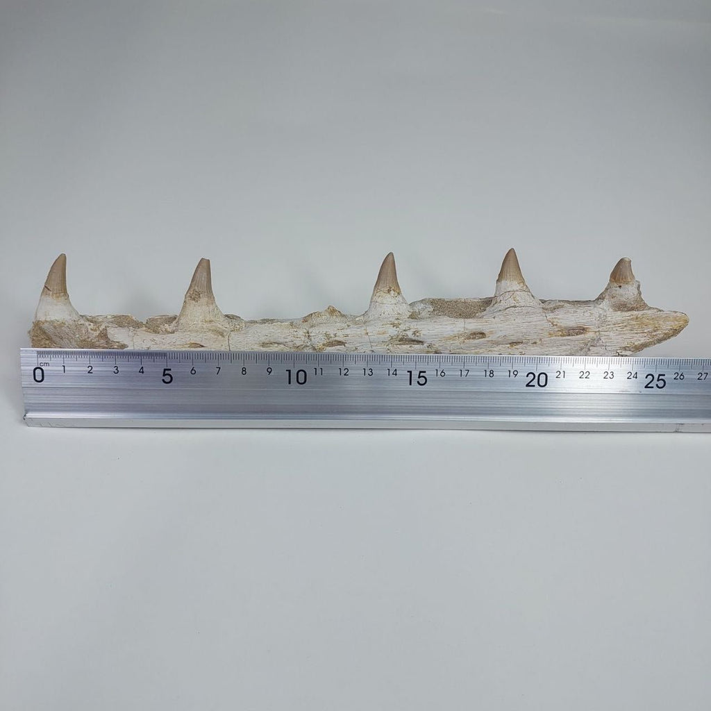 Mosasaur Jaw Fossil, 10.6 in / 27cm – AD-14756 - PaleoDeserts