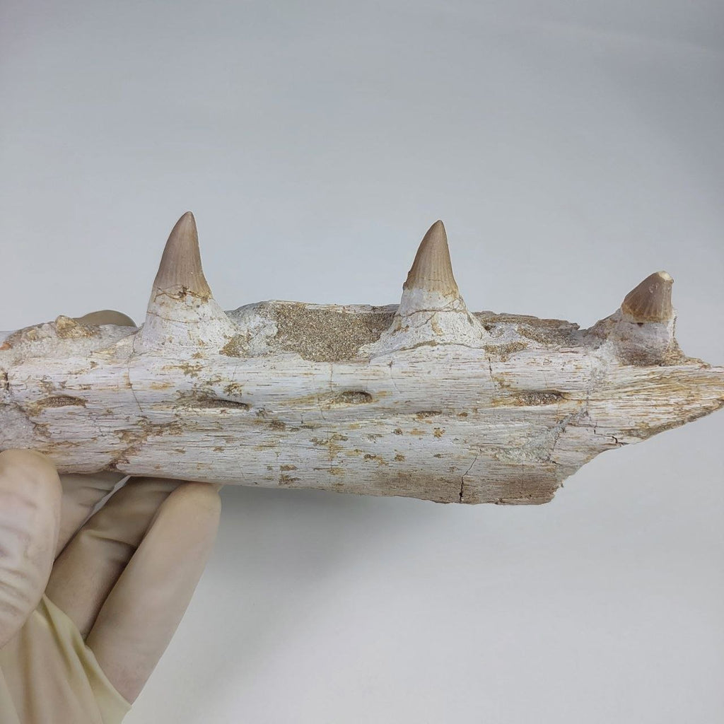 Mosasaur Jaw Fossil, 10.6 in / 27cm – AD-14756 - PaleoDeserts