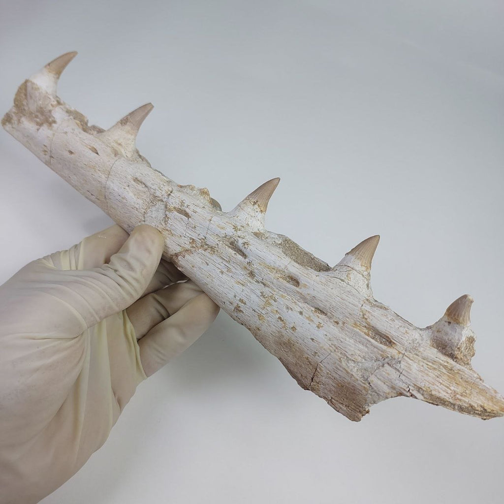 Mosasaur Jaw Fossil, 10.6 in / 27cm – AD-14756 - PaleoDeserts
