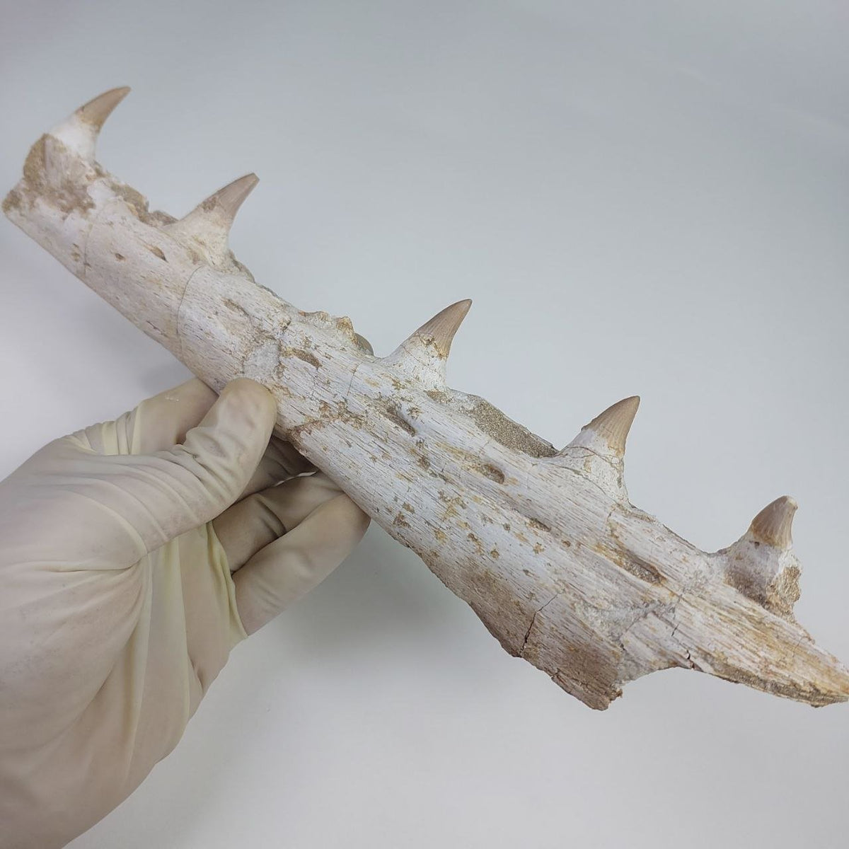 Mosasaur Jaw Fossil, 10.6 in / 27cm – AD-14756 - PaleoDeserts