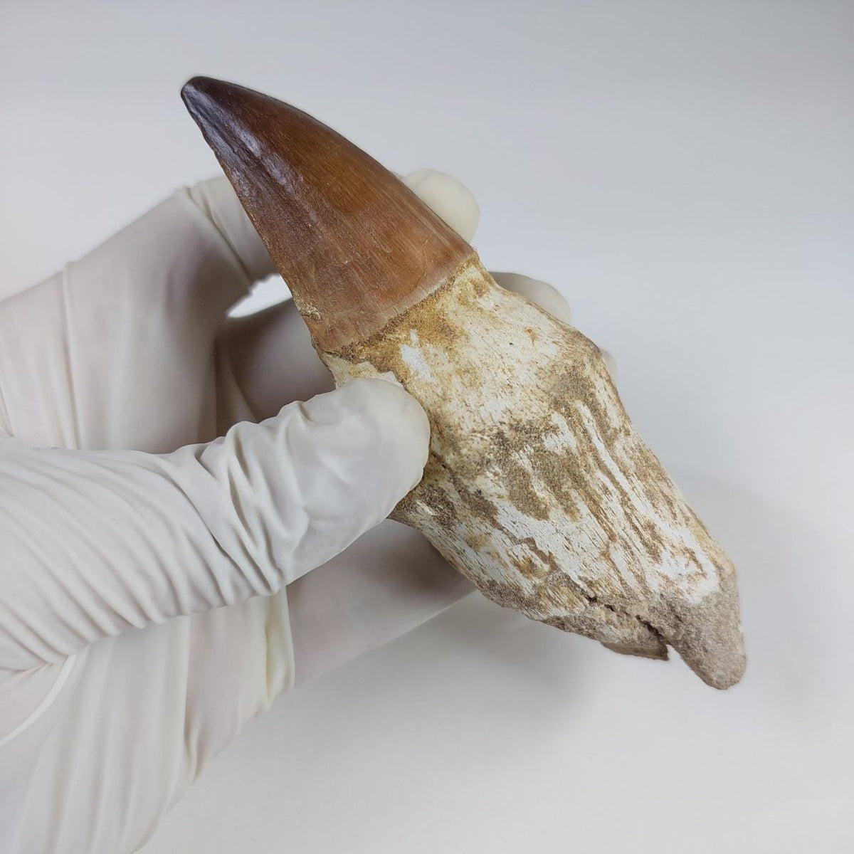Mosasaur Prognathodon sp. Fossil Tooth, 5.1 in / 13 CM – AD-16280 - PaleoDeserts