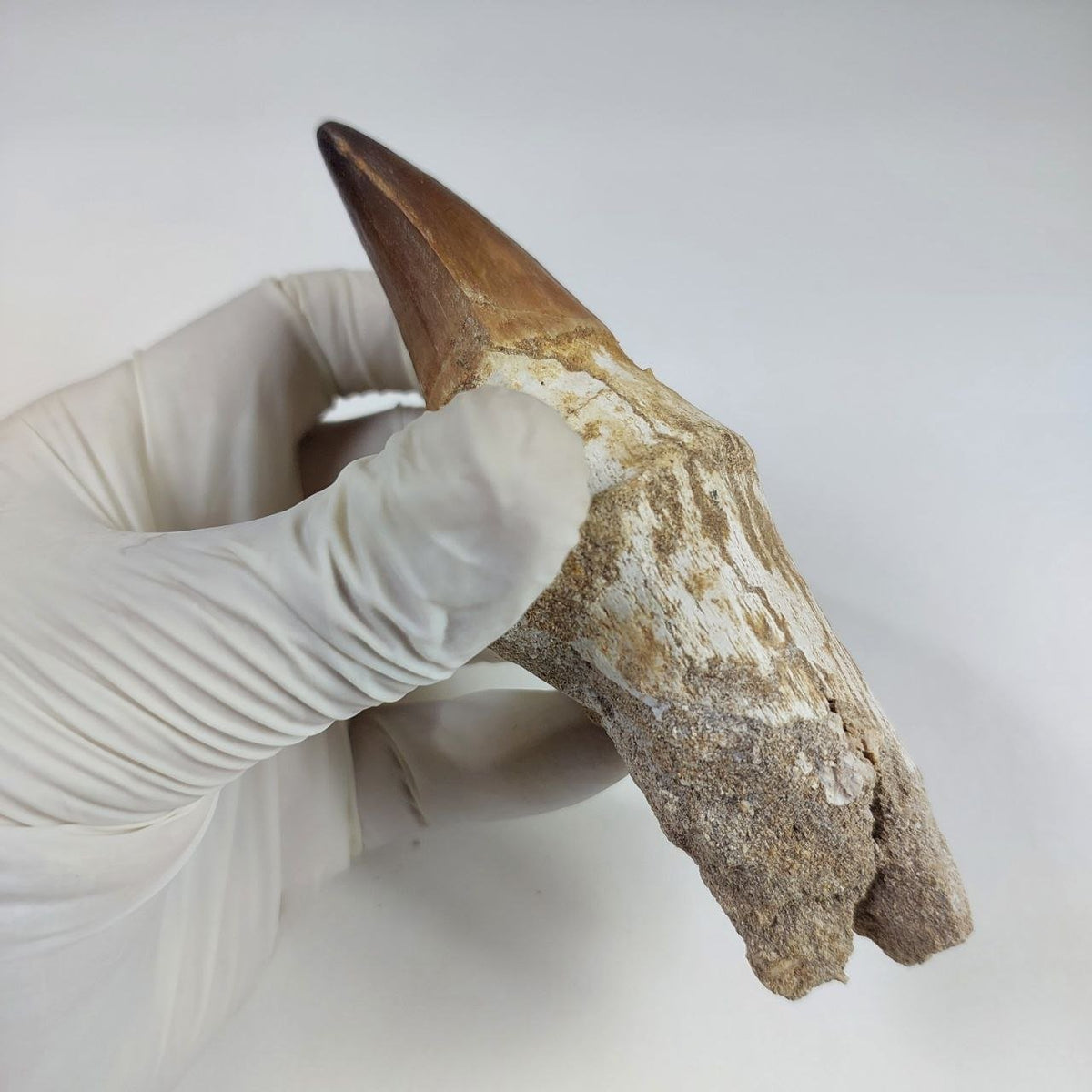 Mosasaur Prognathodon sp. Fossil Tooth, 5.1 in / 13 CM – AD-16280 - PaleoDeserts