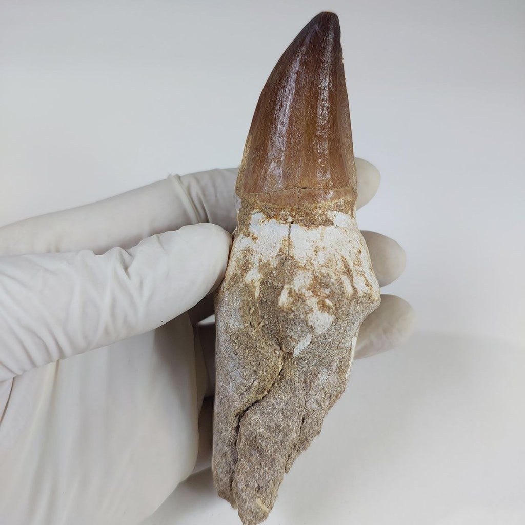 Mosasaur Prognathodon sp. Fossil Tooth, 5.1 in / 13 CM – AD-16280 - PaleoDeserts