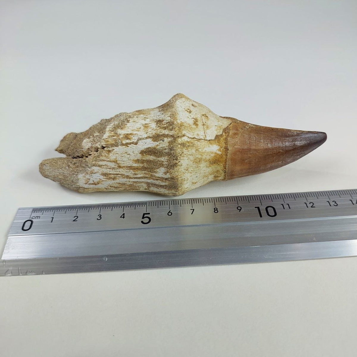 Mosasaur Prognathodon sp. Fossil Tooth, 5.1 in / 13 CM – AD-16280 - PaleoDeserts