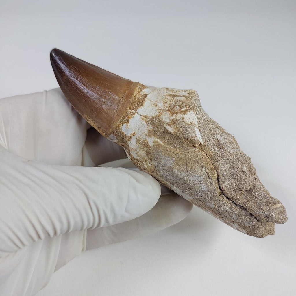 Mosasaur Prognathodon sp. Fossil Tooth, 5.1 in / 13 CM – AD-16280 - PaleoDeserts