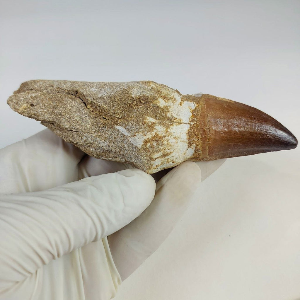 Mosasaur Prognathodon sp. Fossil Tooth, 5.1 in / 13 CM – AD-16280 - PaleoDeserts