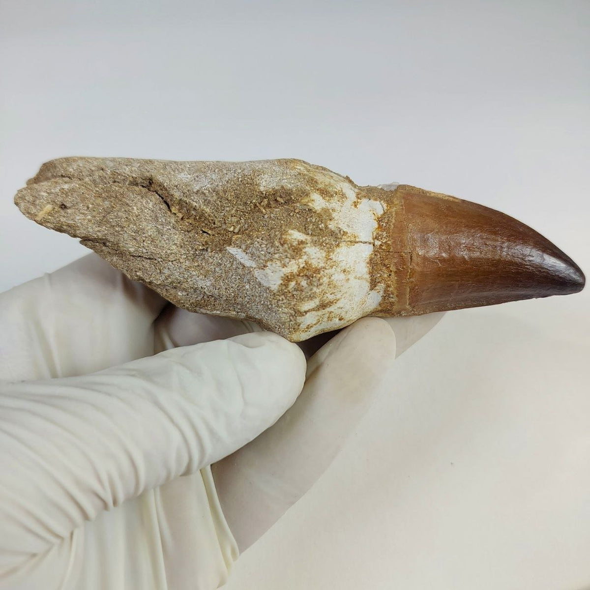 Mosasaur Prognathodon sp. Fossil Tooth, 5.1 in / 13 CM – AD-16280 - PaleoDeserts