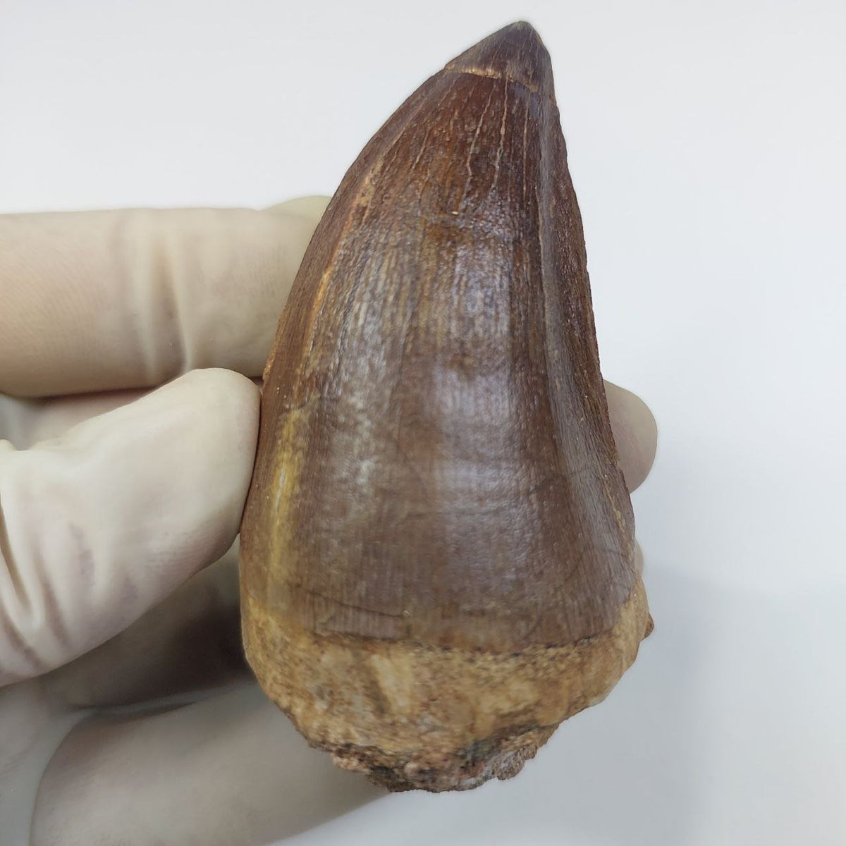 Prognathodon Mosasaur Tooth Fossil – 2.4 in (6 cm), Sidi Chennane, Morocco – view 4