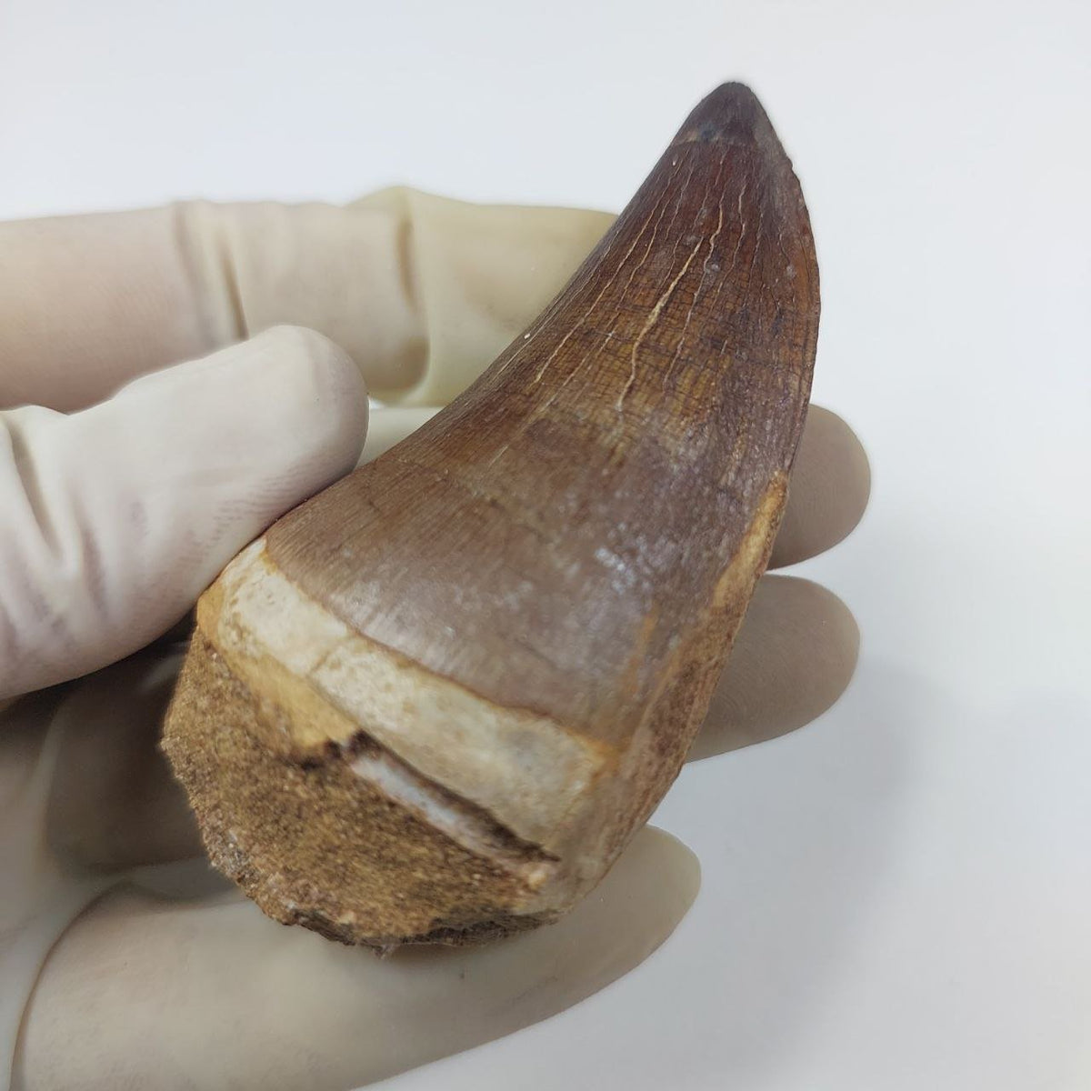 Prognathodon Mosasaur Tooth Fossil – 2.4 in (6 cm), Sidi Chennane, Morocco – view 3