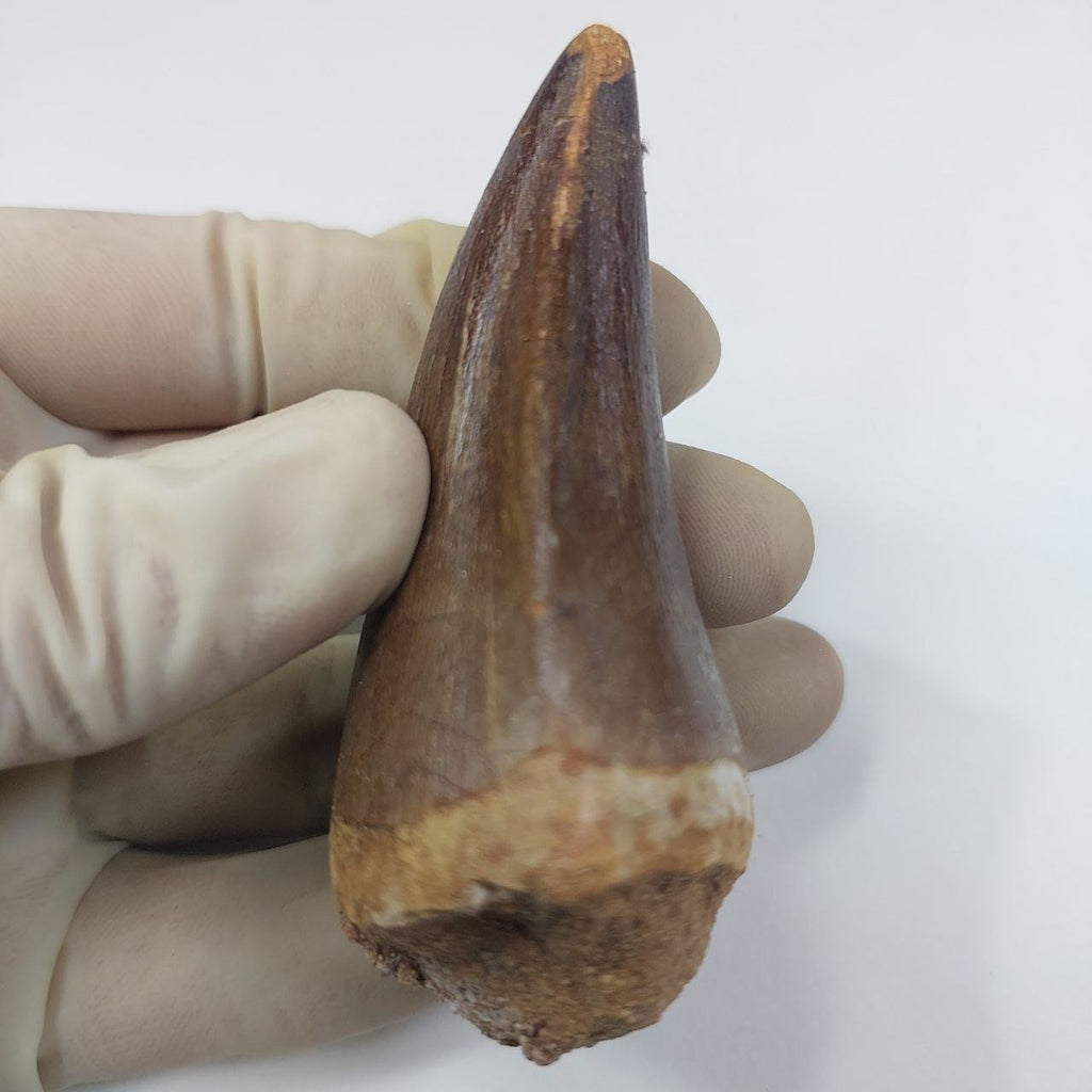 Mosasaur Prognathodon sp. Fossil Tooth, 6CM – AD-13326 - PaleoDeserts