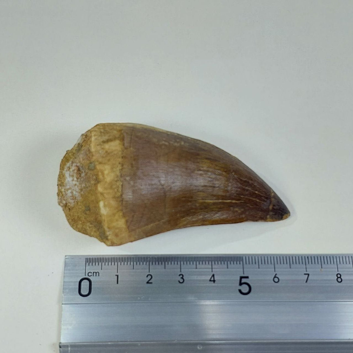 Prognathodon Mosasaur Tooth Fossil – 2.4 in (6 cm), Sidi Chennane, Morocco – view 5