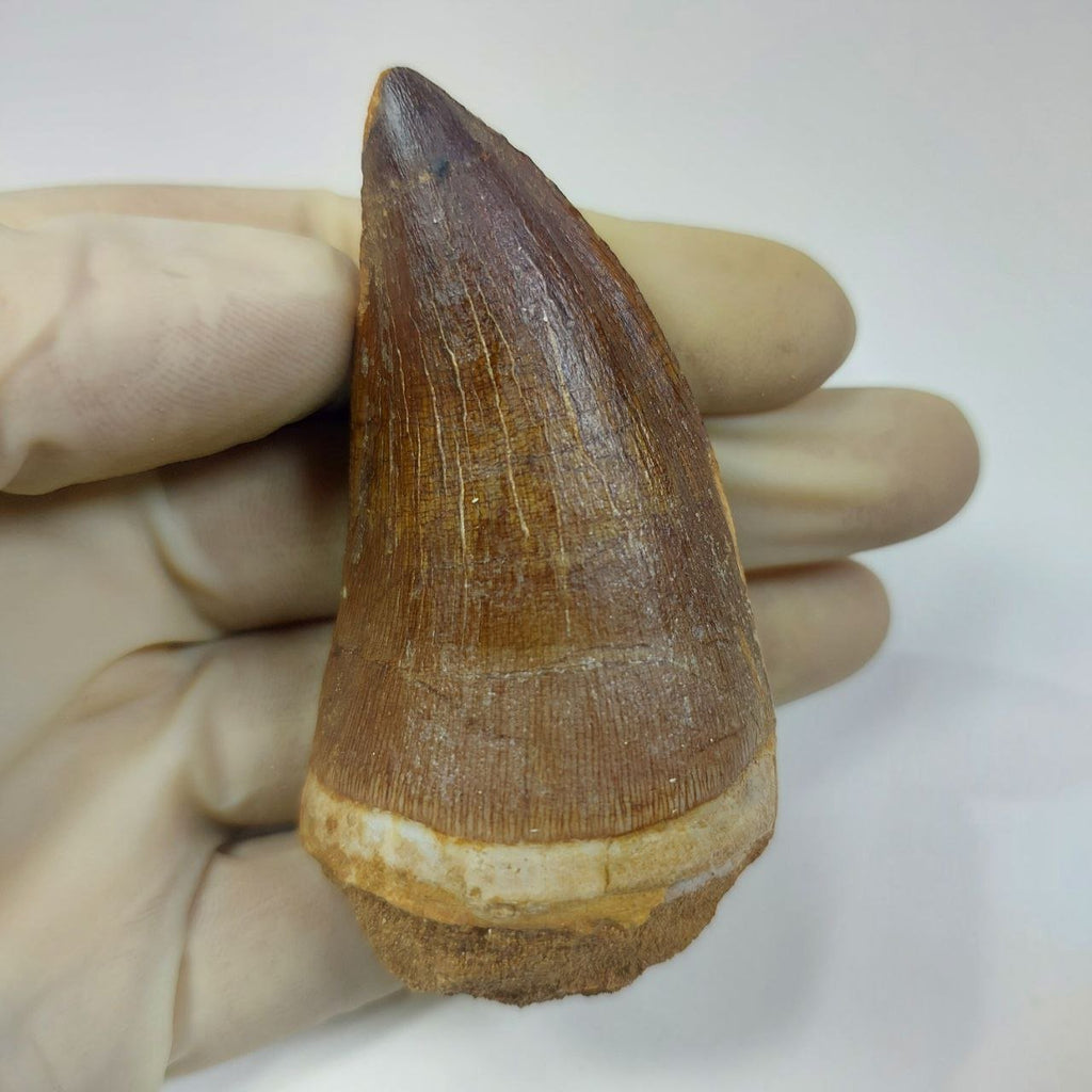 Mosasaur Prognathodon sp. Fossil Tooth, 6CM – AD-13326 - PaleoDeserts