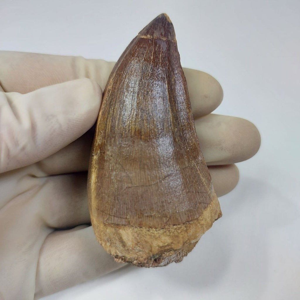 Mosasaur Prognathodon sp. Fossil Tooth, 6CM – AD-13326 - PaleoDeserts