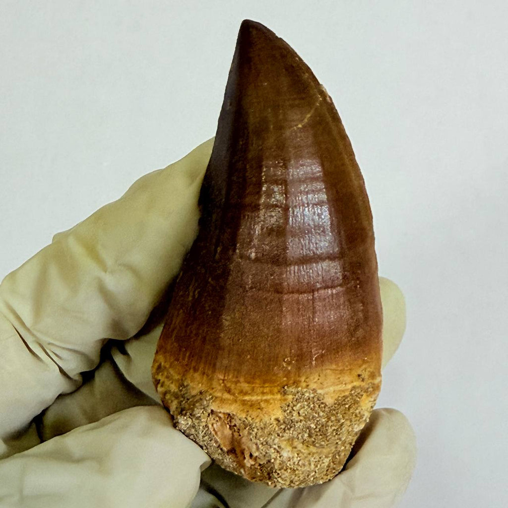 Mosasaur Prognathodon sp. Fossil Tooth, 7 cm – AD-17818 - PaleoDeserts