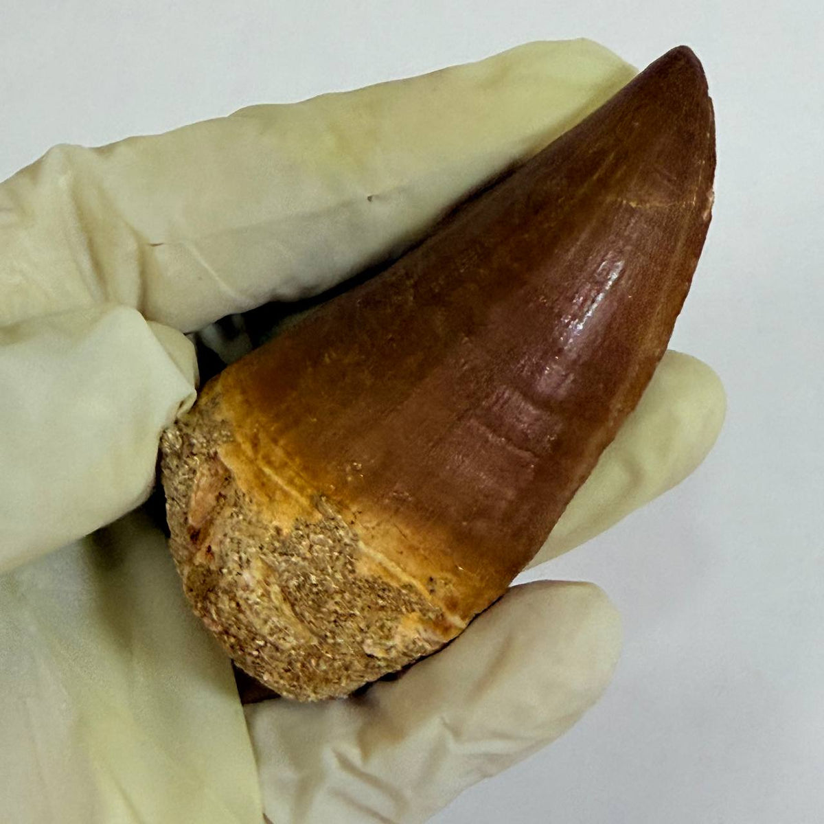 Mosasaur Prognathodon sp. Fossil Tooth, 7 cm – AD-17818 - PaleoDeserts