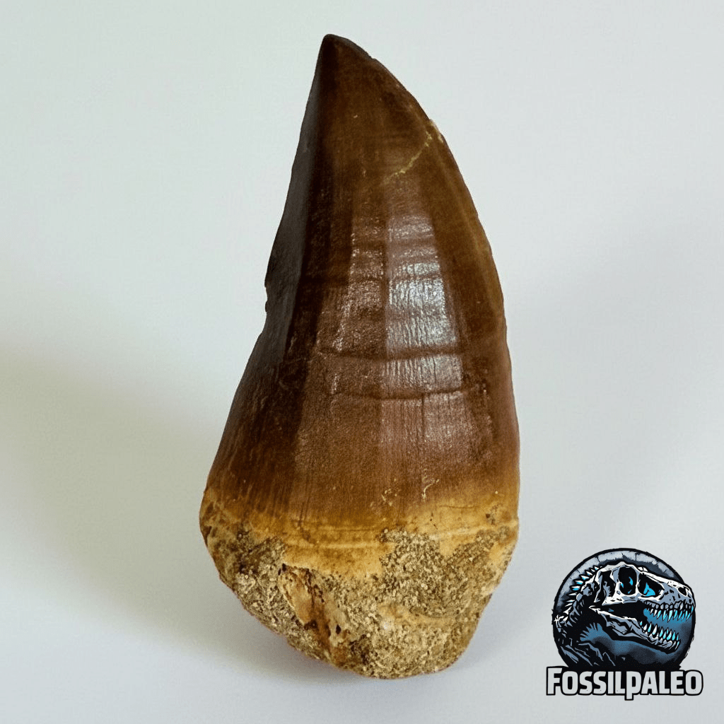 Mosasaur Prognathodon sp. Fossil Tooth, 7 cm – AD-17818 - PaleoDeserts