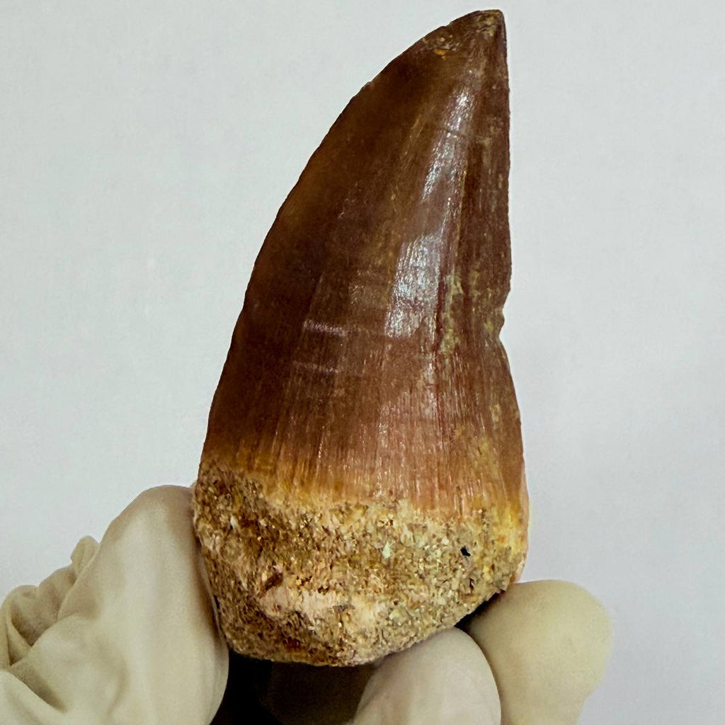 Mosasaur Prognathodon sp. Fossil Tooth, 7 cm – AD-17818 - PaleoDeserts