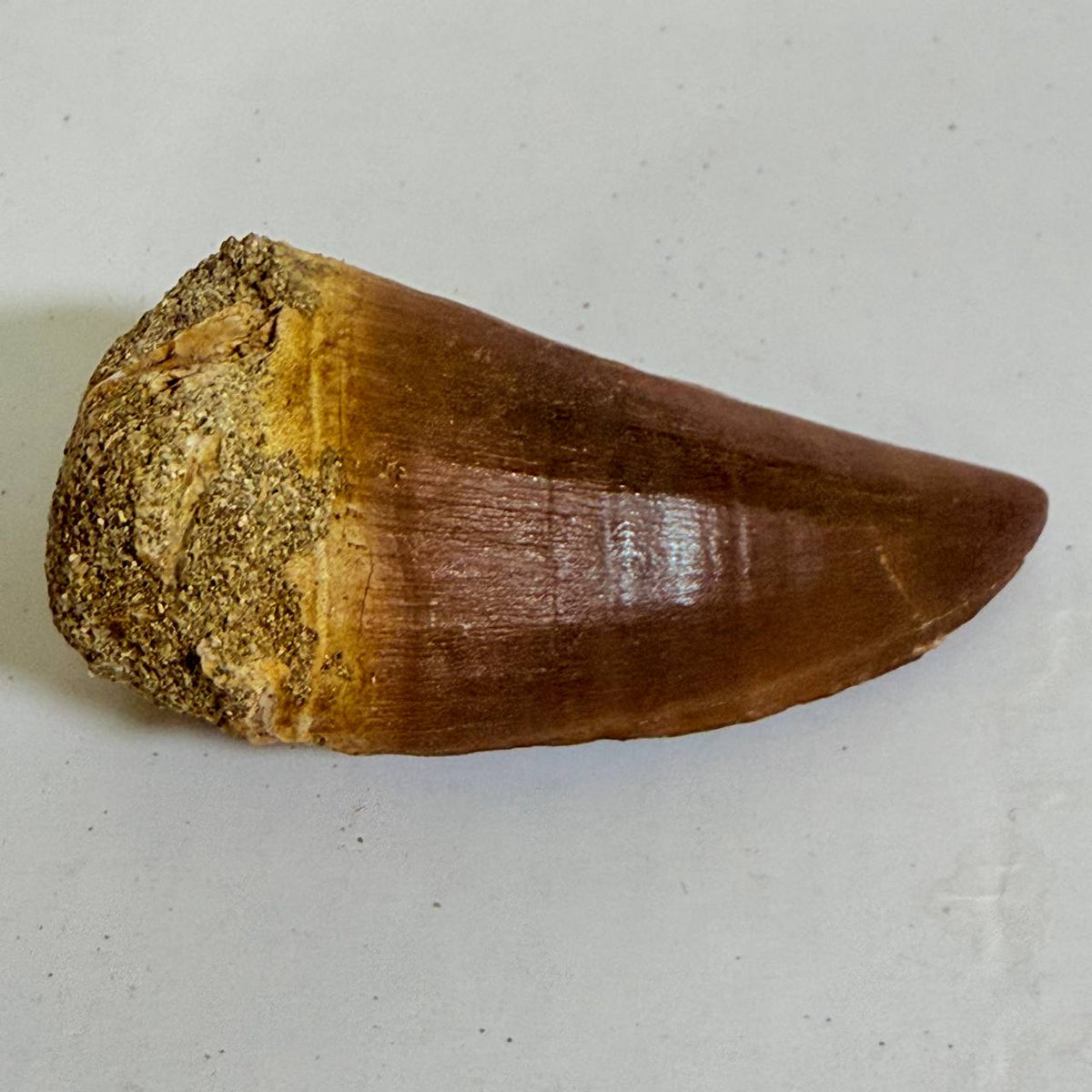 Mosasaur Prognathodon sp. Fossil Tooth, 7 cm – AD-17818 - PaleoDeserts