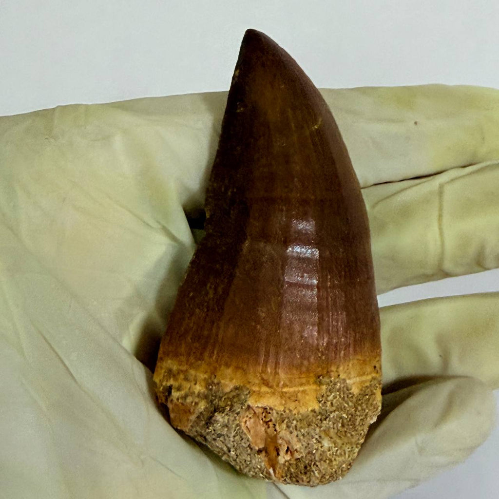 Mosasaur Prognathodon sp. Fossil Tooth, 7 cm – AD-17818 - PaleoDeserts