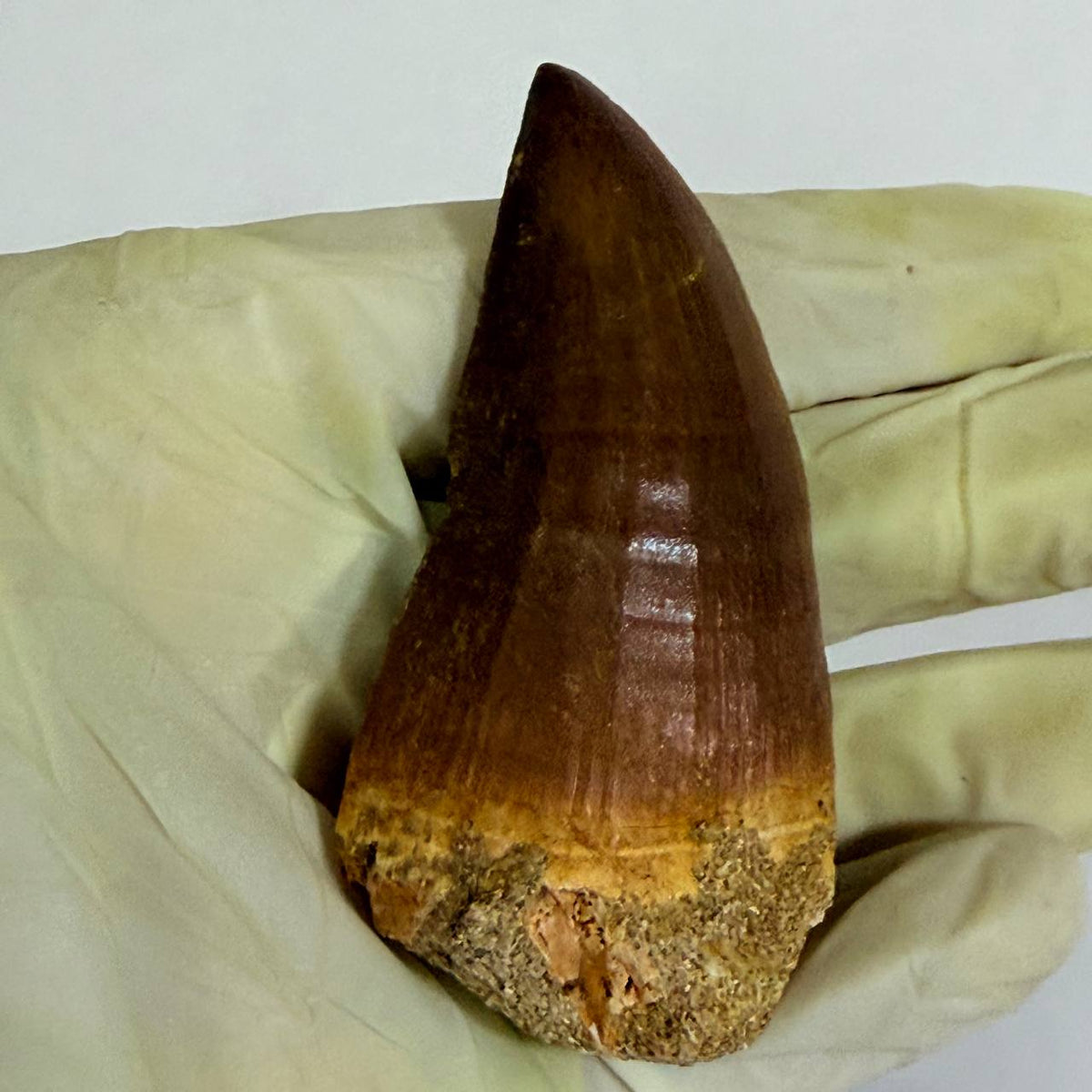 Mosasaur Prognathodon sp. Fossil Tooth, 7 cm – AD-17818 - PaleoDeserts