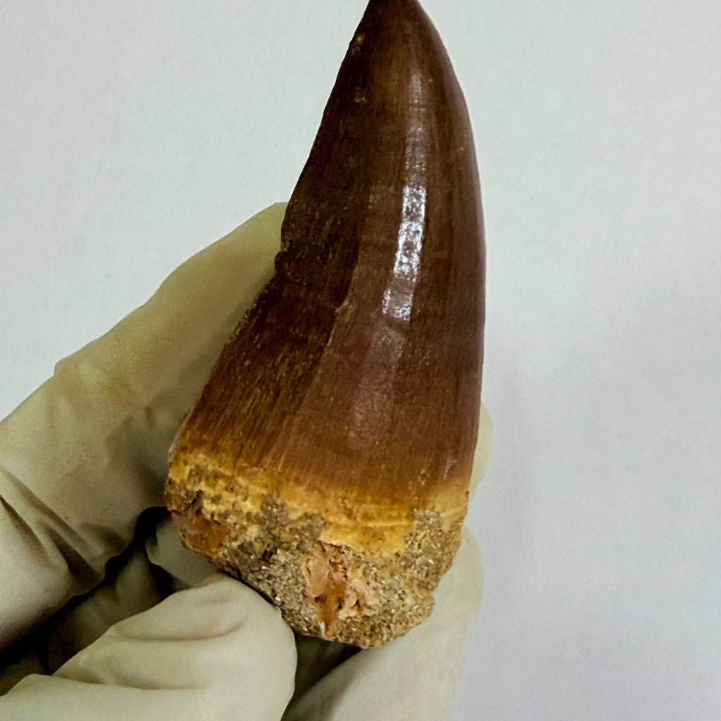 Mosasaur Prognathodon sp. Fossil Tooth, 7 cm – AD-17818 - PaleoDeserts