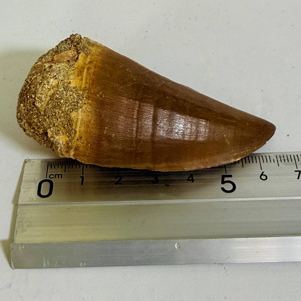 Mosasaur Prognathodon sp. Fossil Tooth, 7 cm – AD-17818 - PaleoDeserts