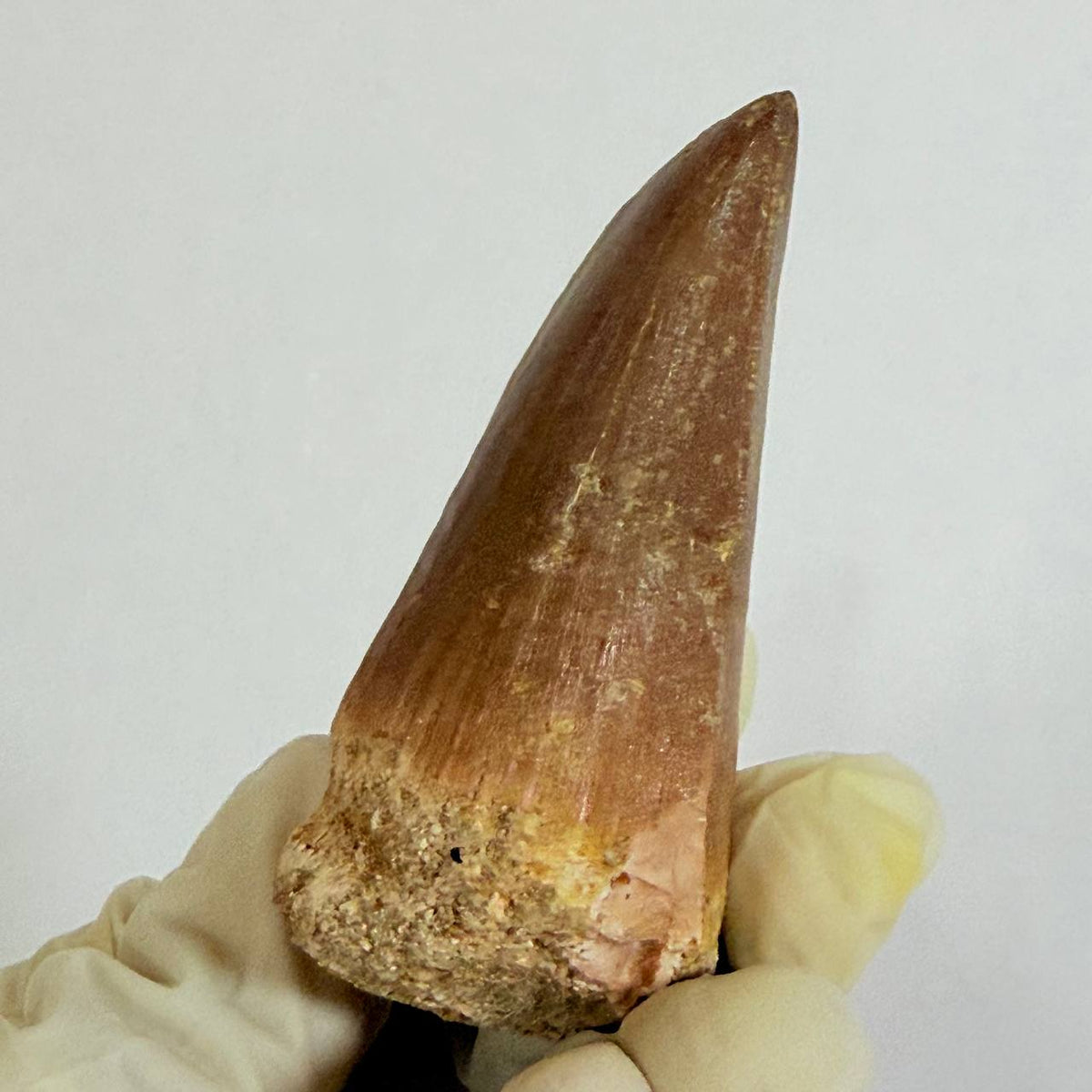 Mosasaur Prognathodon sp. Fossil Tooth, 7 cm – AD-17818 - PaleoDeserts