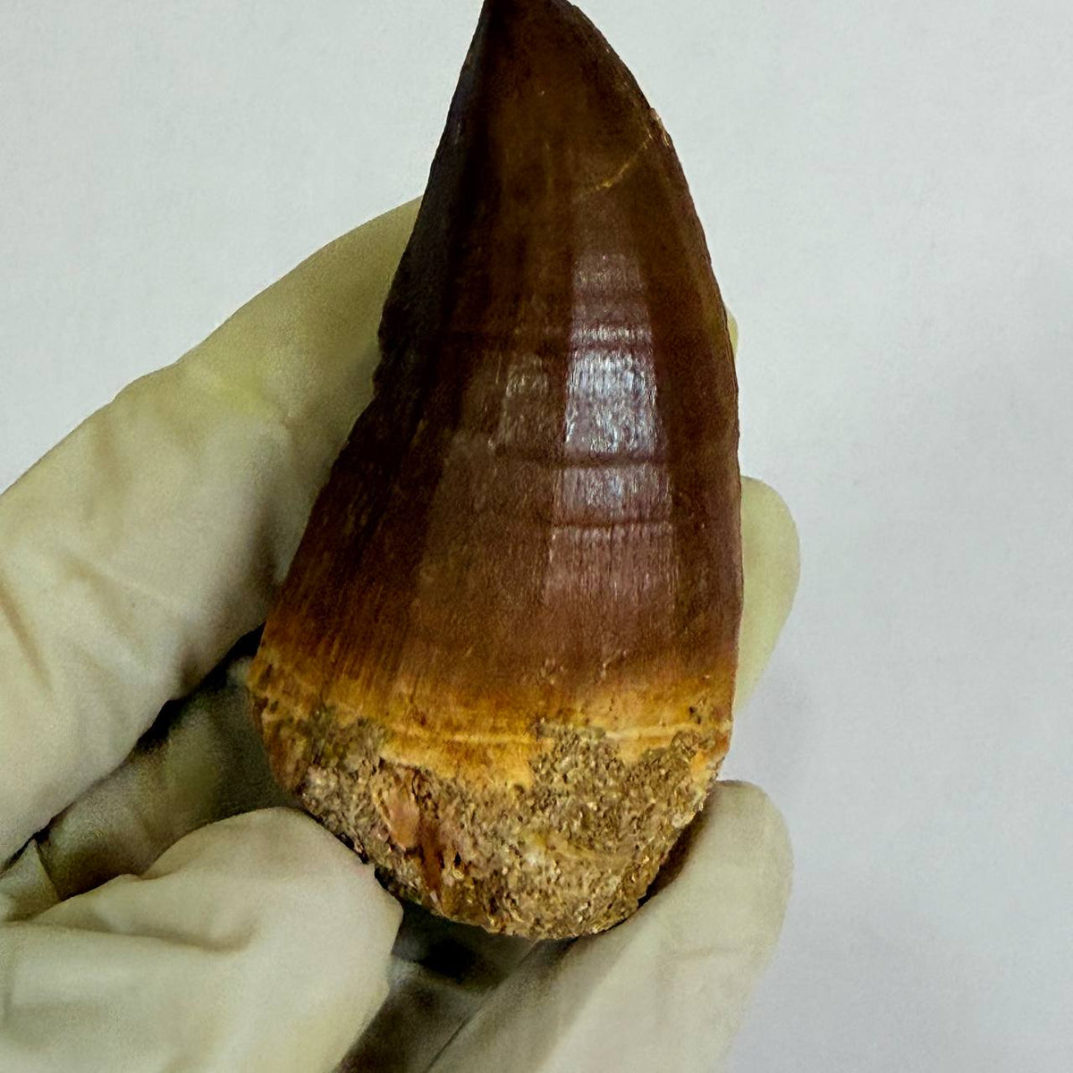 Mosasaur Prognathodon sp. Fossil Tooth, 7 cm – AD-17818 - PaleoDeserts