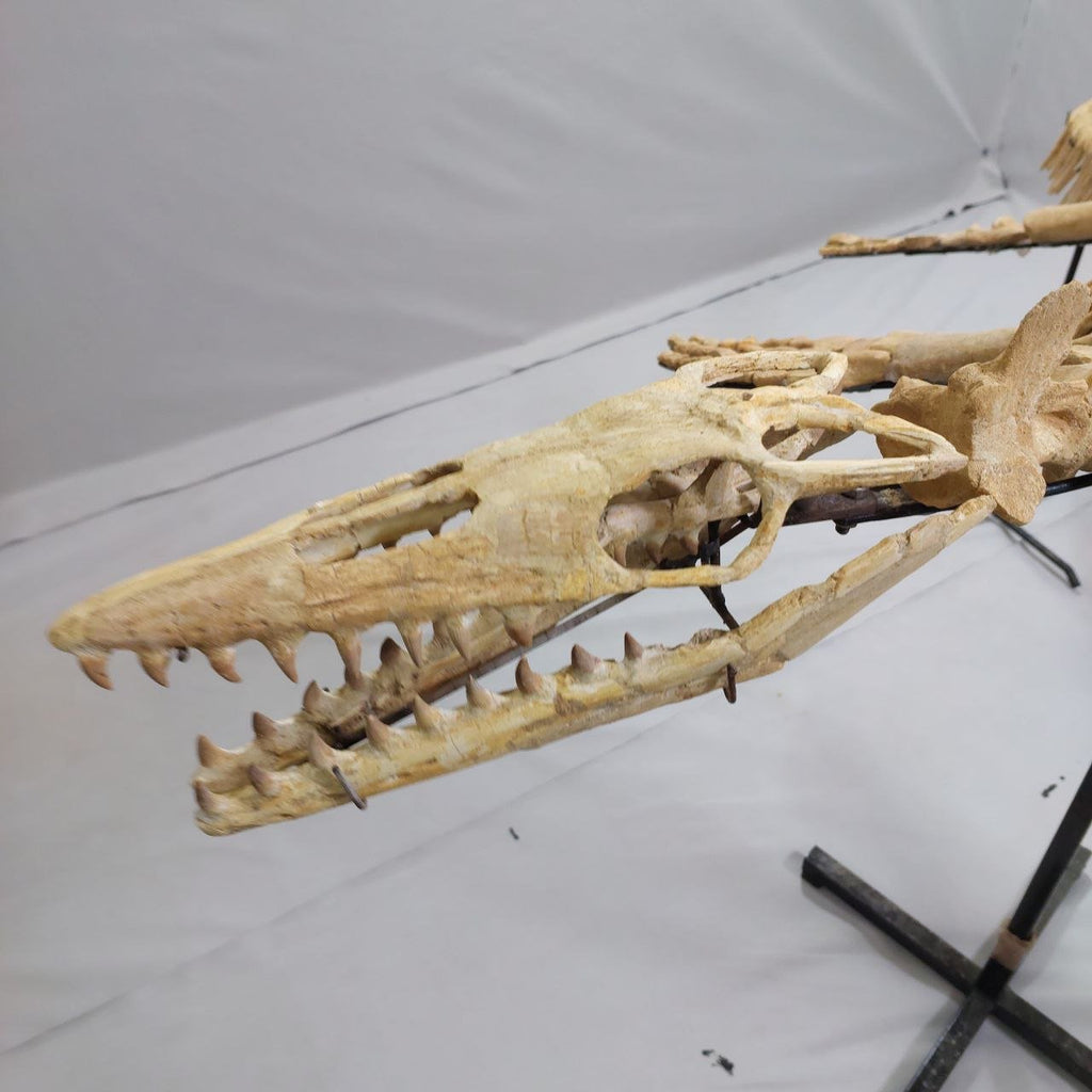 Mosasaur Skeleton Fossil, 2.65 M – AD-13208 - PaleoDeserts