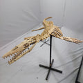 Mosasaur Skeleton Fossil, 2.65 M – AD-13208 - PaleoDeserts