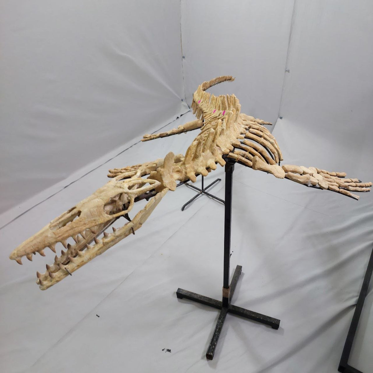 Mosasaur Skeleton Fossil, 2.65 M – AD-13208 - PaleoDeserts