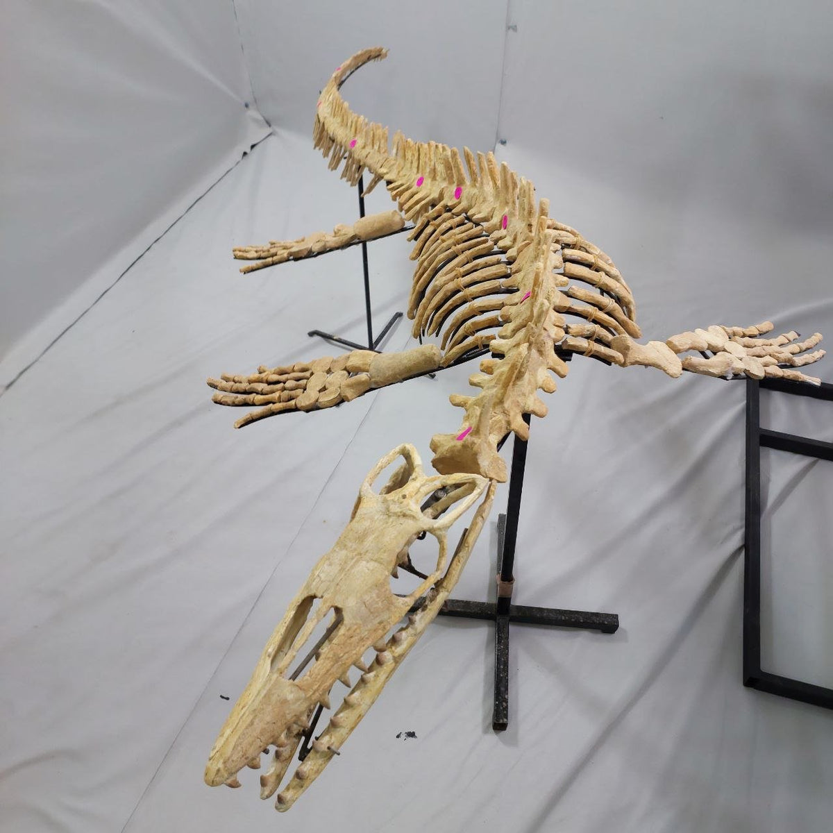 Mosasaur Skeleton Fossil – 8.7 ft (2.65 m), Morocco
