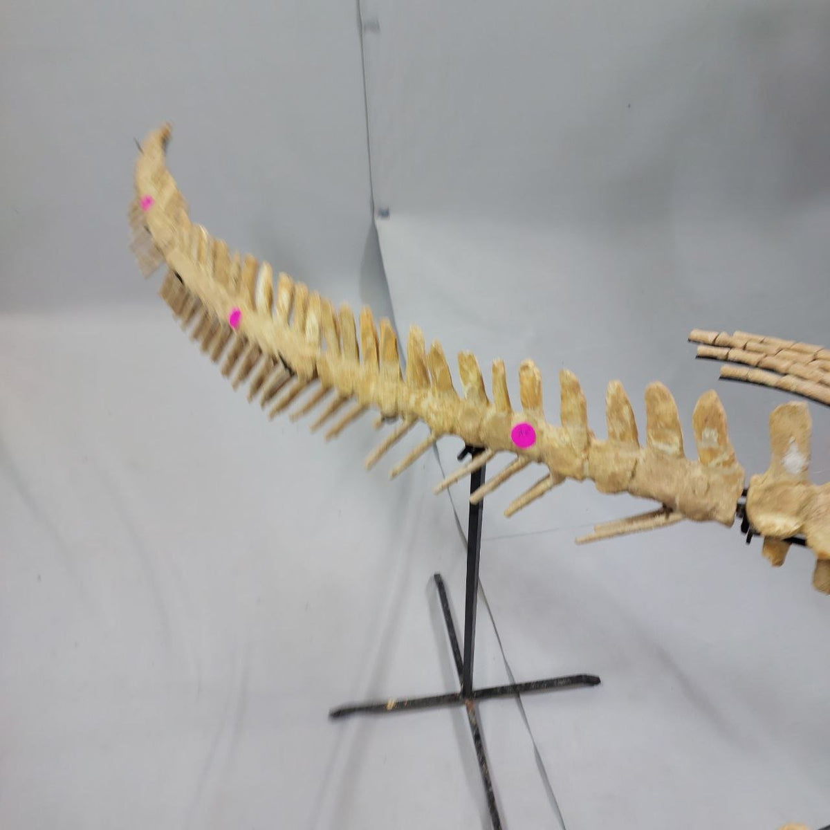 Mosasaur Skeleton Fossil, 2.65 M – AD-13208 - PaleoDeserts