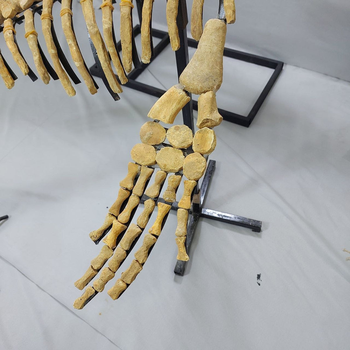 Mosasaur Skeleton Fossil, 2.65 M – AD-13208 - PaleoDeserts