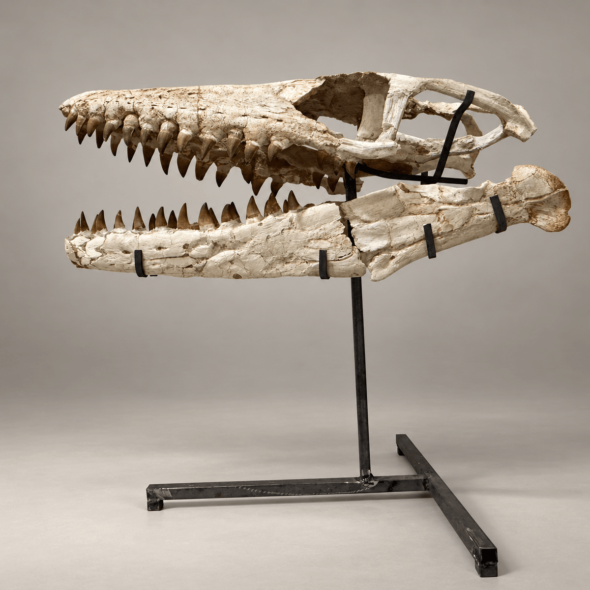 Mosasaur Skull Fossil, 80 cm with Stand – Morocco – PD-MSK-0080 - PaleoDeserts