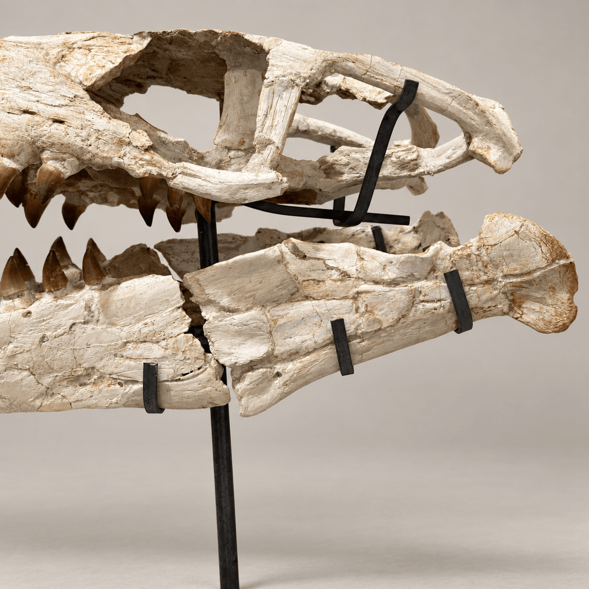 Mosasaur Skull Fossil, 80 cm with Stand – Morocco – PD-MSK-0080 - PaleoDeserts