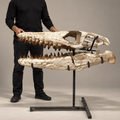 Mosasaur Skull Fossil, 80 cm with Stand – Morocco – PD-MSK-0080 - PaleoDeserts