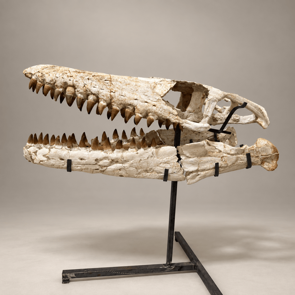 Mosasaur Skull Fossil, 80 cm with Stand – Morocco – PD-MSK-0080 - PaleoDeserts