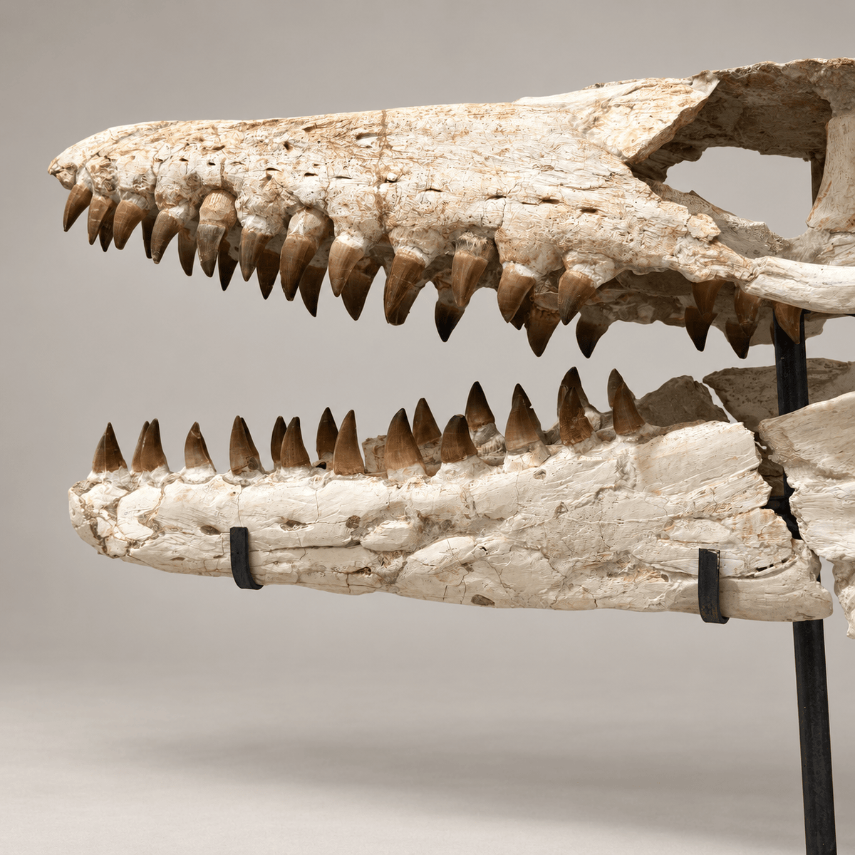 Mosasaur Skull Fossil, 80 cm with Stand – Morocco – PD-MSK-0080 - PaleoDeserts