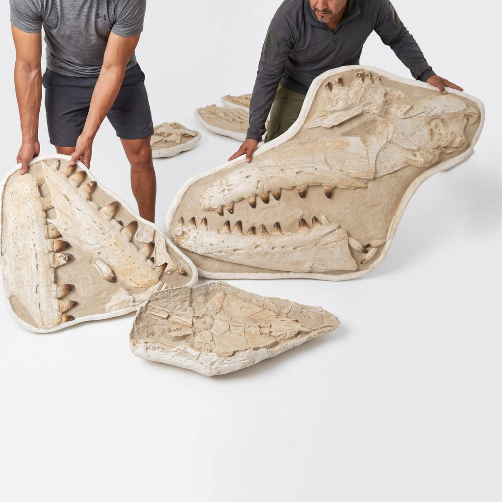 Mosasaur sp. Skull Fossil, 57 in / 145 cm – AD-18987 - PaleoDeserts