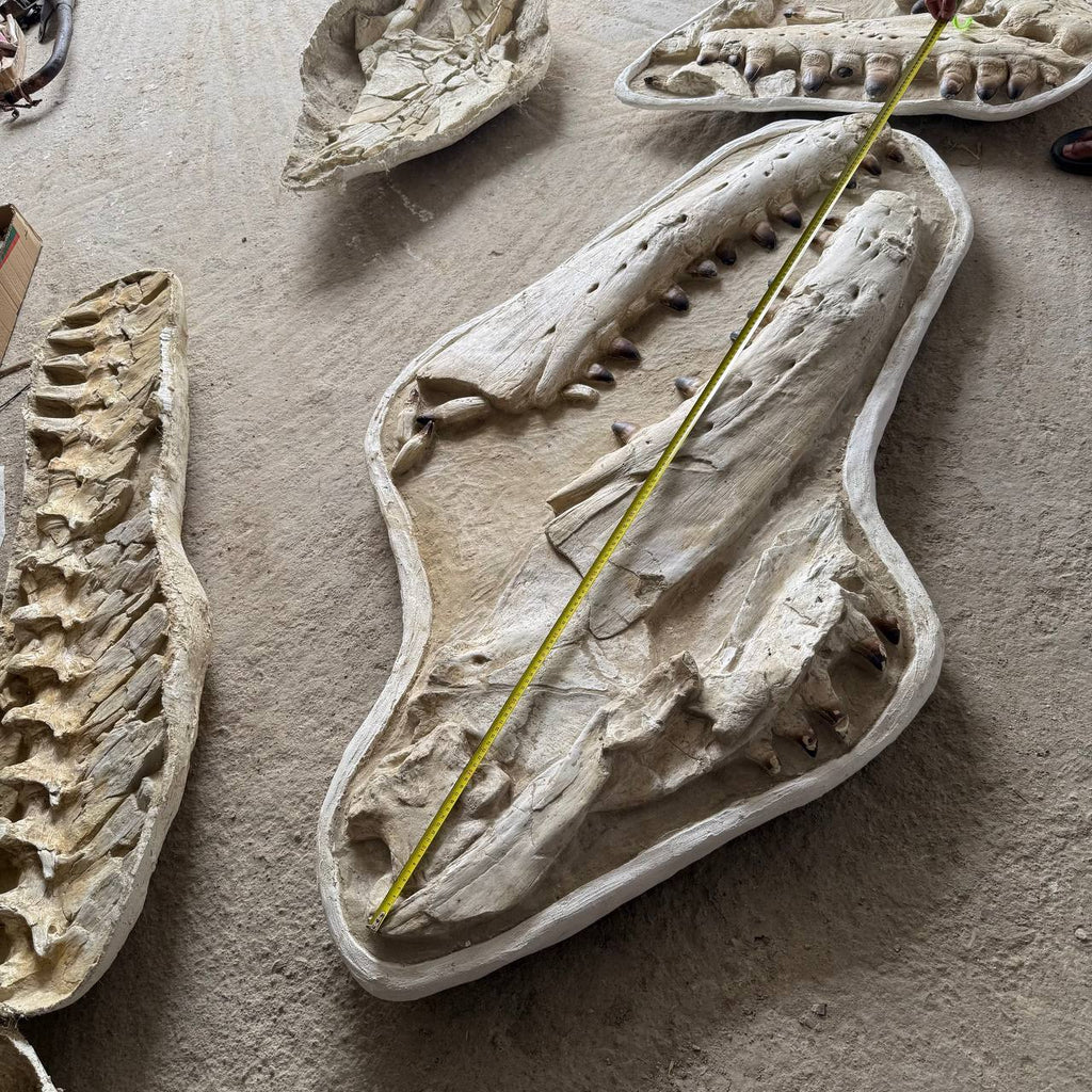 Mosasaur sp. Skull Fossil, 57 in / 145 cm – AD-18987 - PaleoDeserts