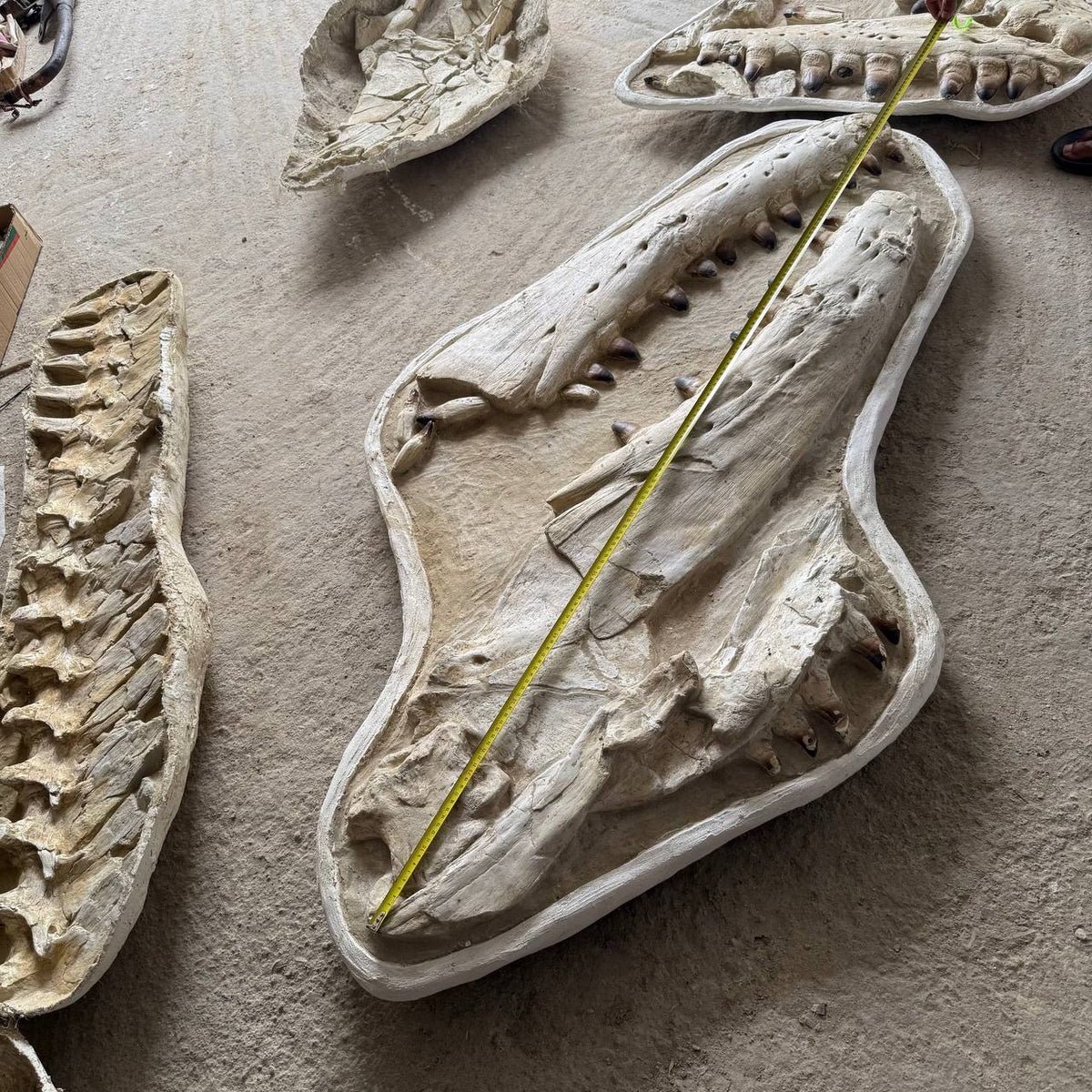 Mosasaur sp. Skull Fossil, 57 in / 145 cm – AD-18987 - PaleoDeserts