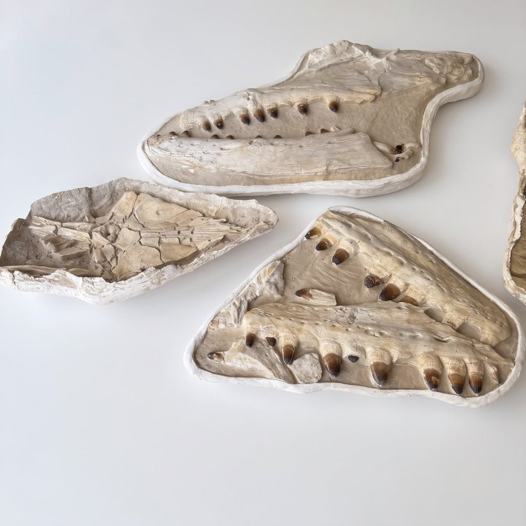 Mosasaur sp. Skull Fossil, 57 in / 145 cm – AD-18987 - PaleoDeserts