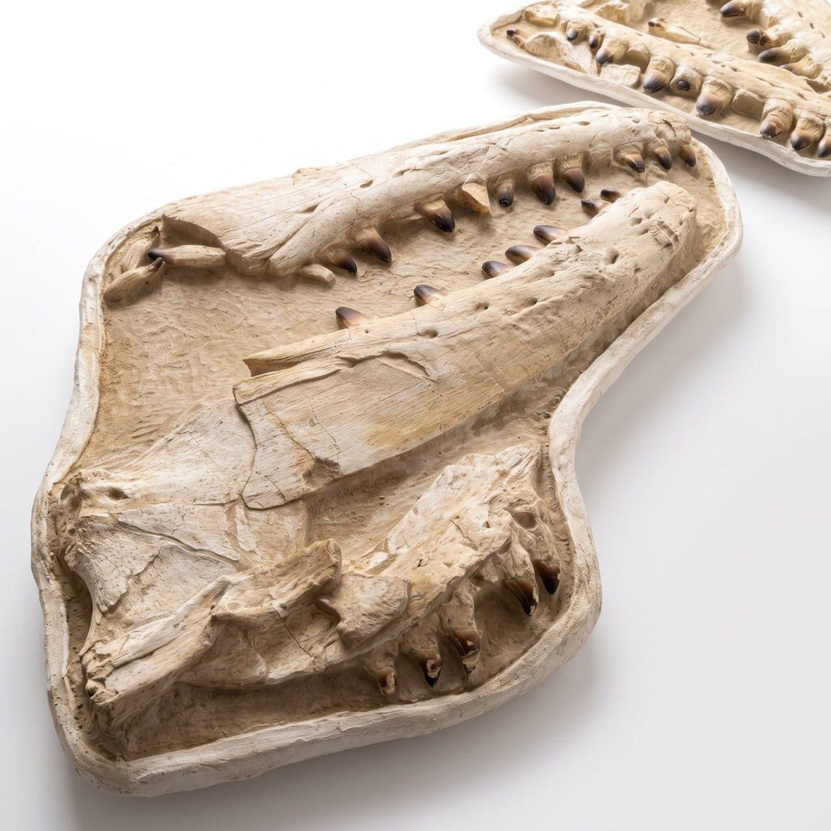 Mosasaur sp. Skull Fossil, 57 in / 145 cm – AD-18987 - PaleoDeserts