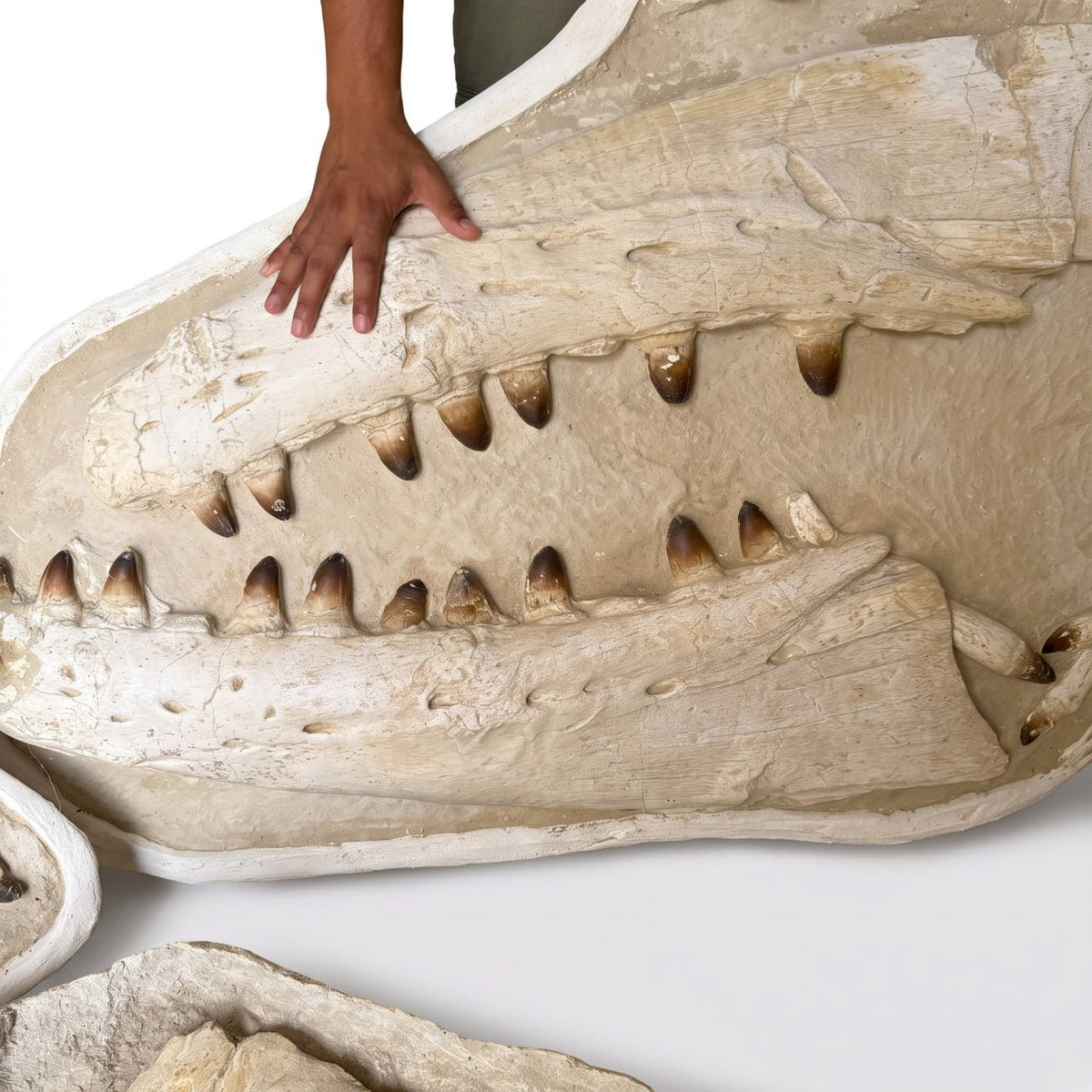 Mosasaur sp. Skull Fossil, 57 in / 145 cm – AD-18987 - PaleoDeserts