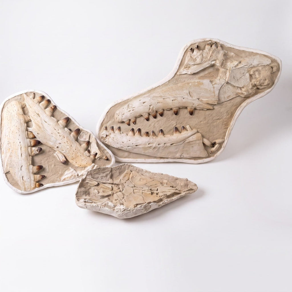 Mosasaur sp. Skull Fossil, 57 in / 145 cm – AD-18987 - PaleoDeserts