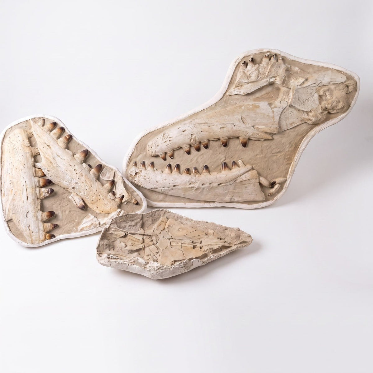 Mosasaur sp. Skull Fossil, 57 in / 145 cm – AD-18987 - PaleoDeserts