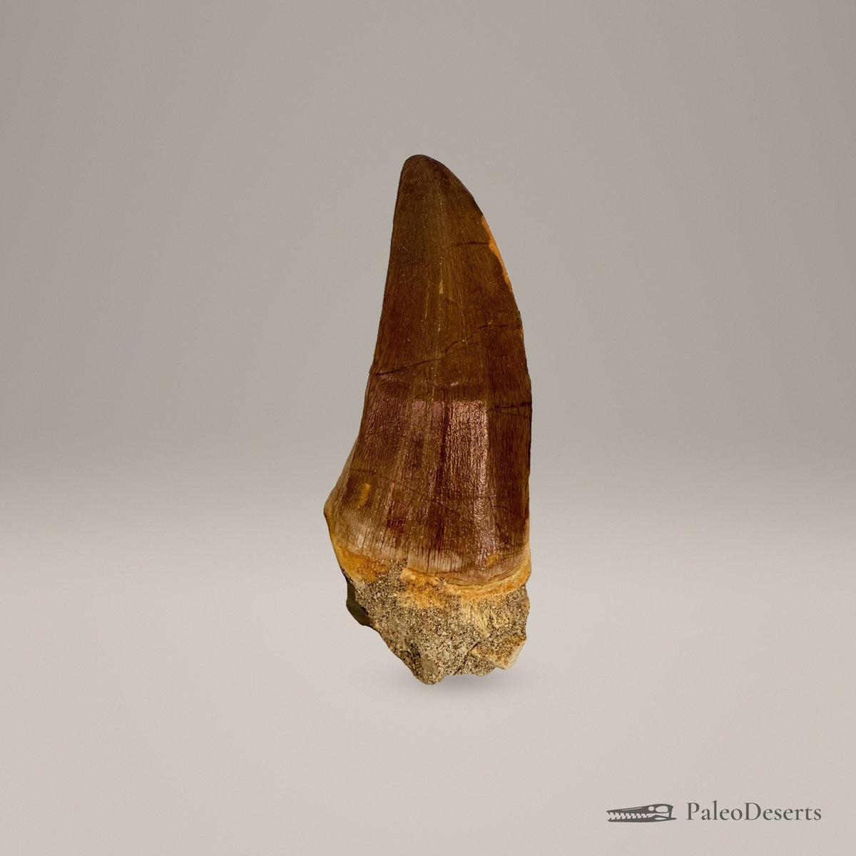 Mosasaur Tooth Fossil – 2.8 in (7 cm), Morocco – Specimen M-26 – view 3