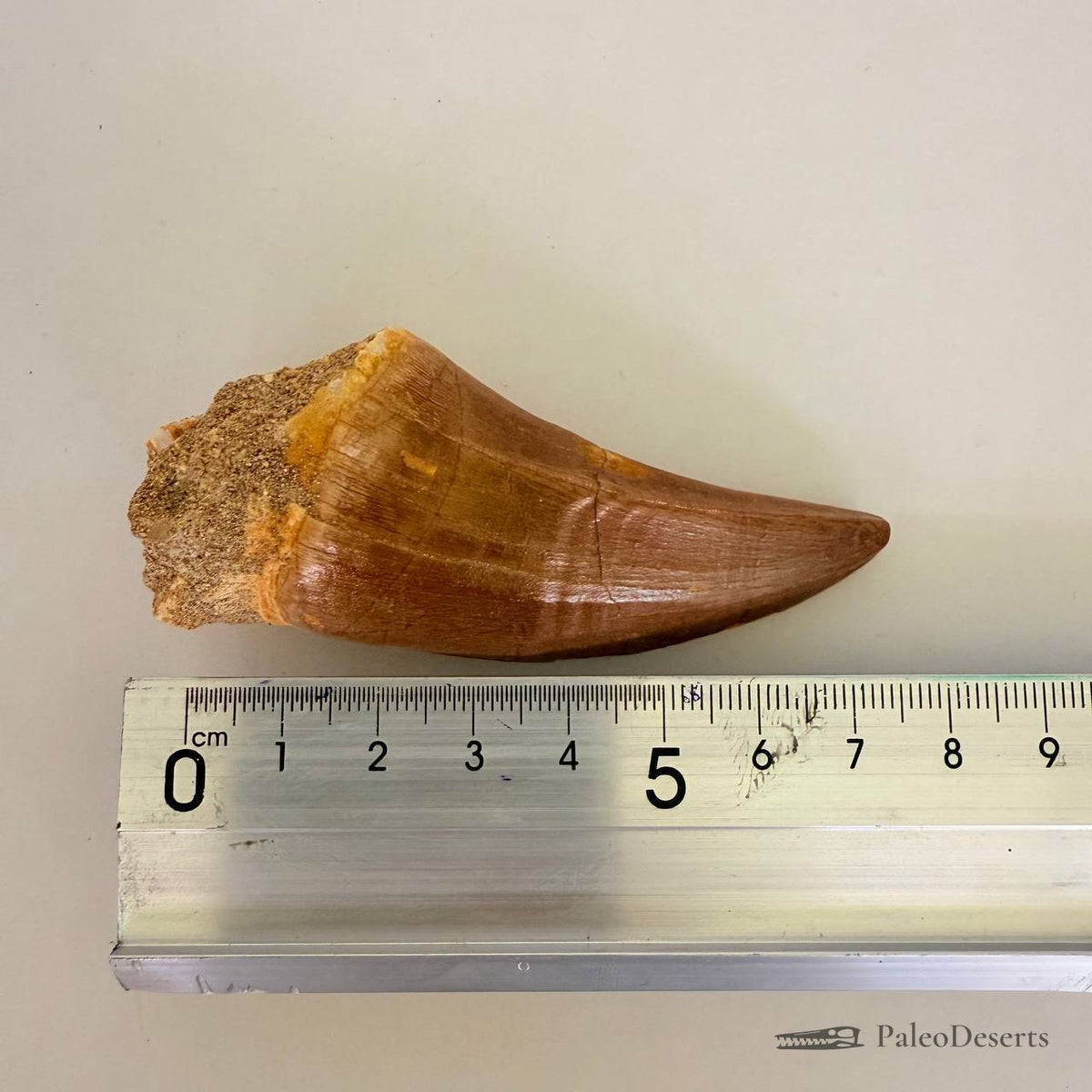 Mosasaur Tooth Fossil – 2.8 in (7 cm), Morocco – Specimen M-26 – view 6
