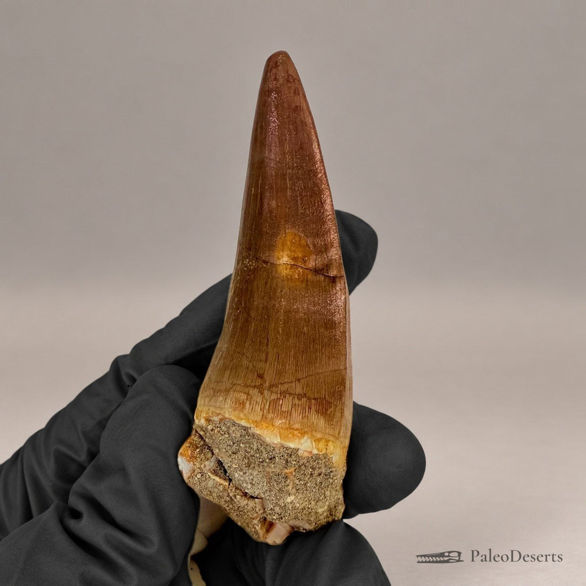 Mosasaur Tooth Fossil – 2.8 in (7 cm), Morocco – Specimen M-26 – view 5